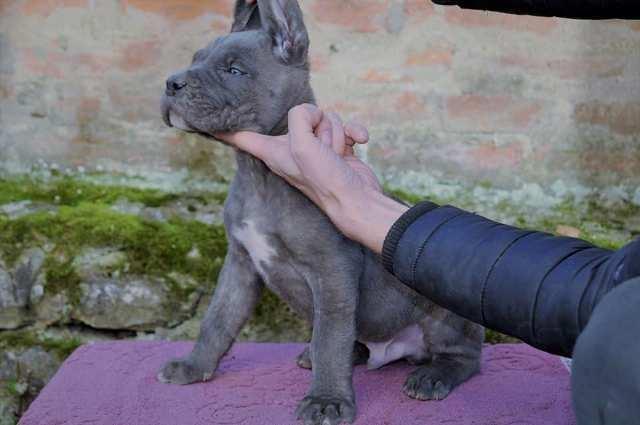 Cane-Corso--prelepi-štenci