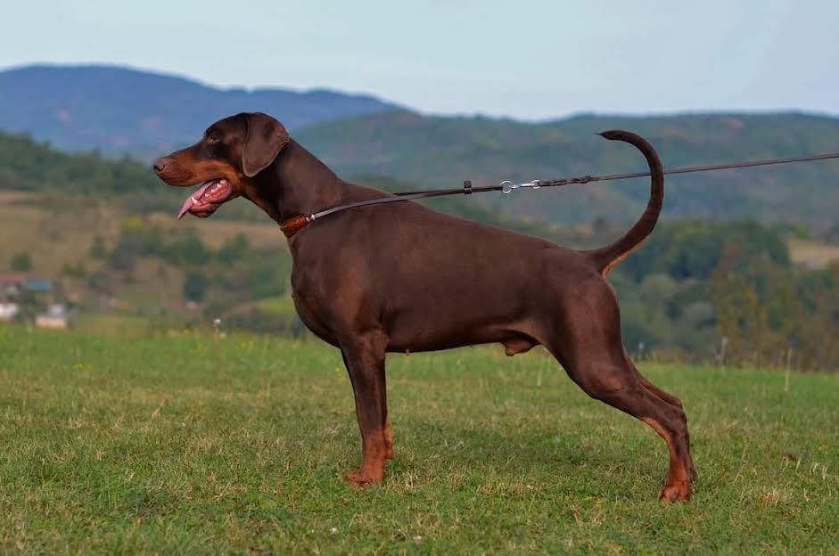 Doberman-štene