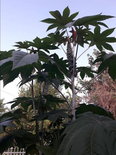 Ricinus semena
