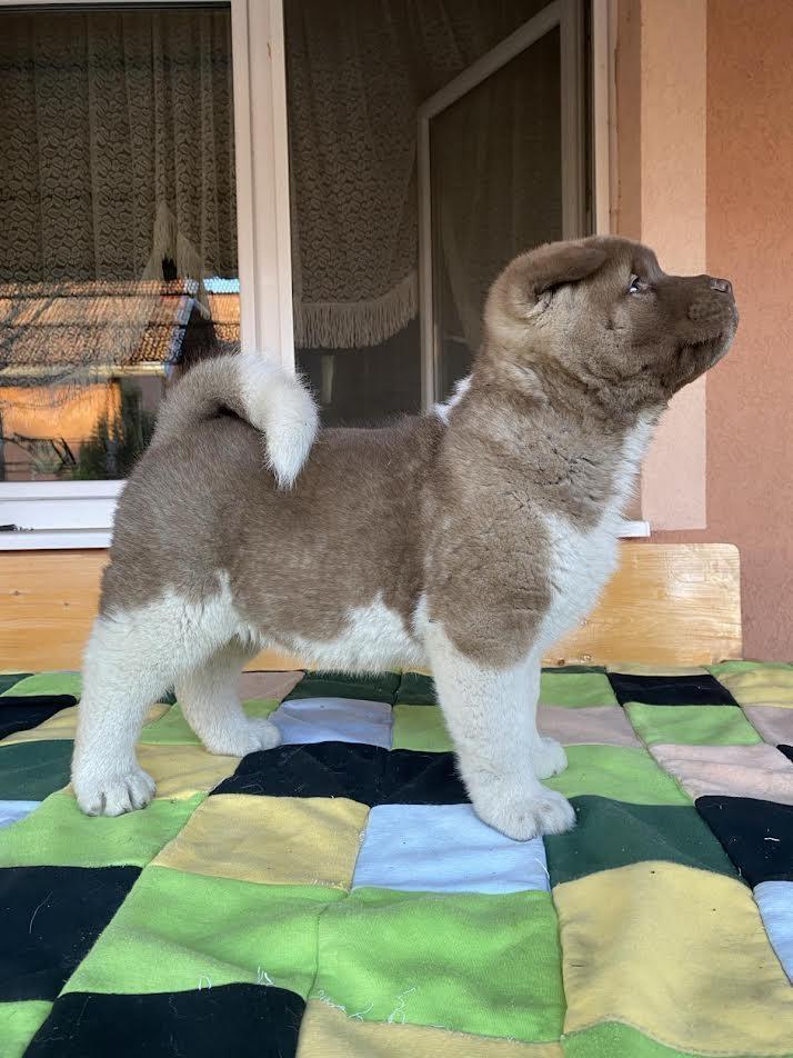 Američka-Akita-