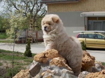 Chow-chow-cau-cau-stenad
