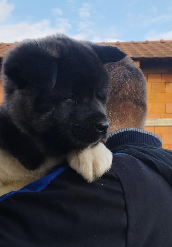 Američka-Akita-štenci