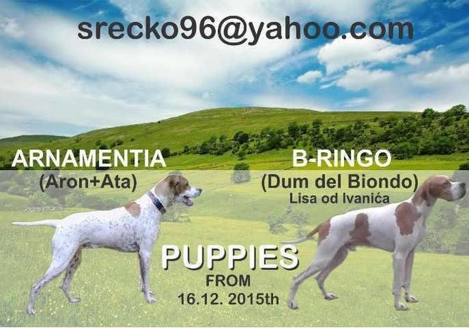 Stence ENGLESKOG POENTERA