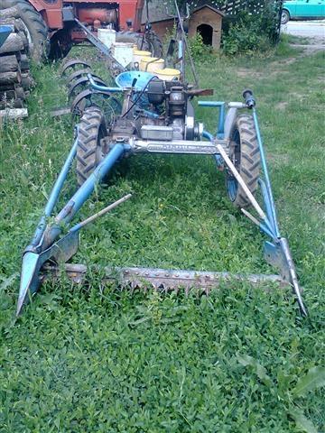 Kosacica Figaro