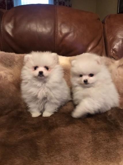 Pomeranez-të-gjithë-kc-reg-