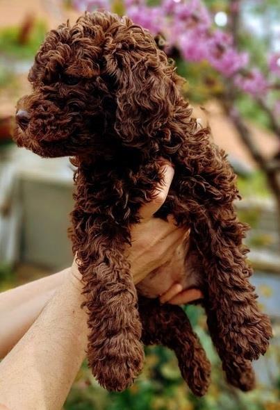 Stenci-Lagotto-Romagnolo