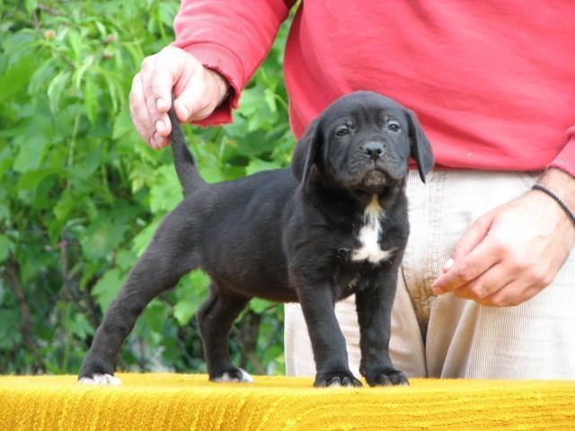 Cane-corso-stenci