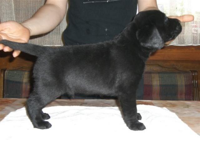 Labrador