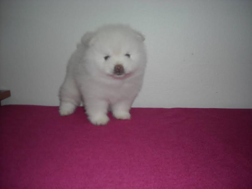 Pomeranski-spic-BOO-