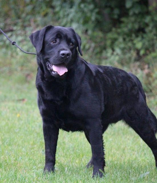 Labrador-stenci