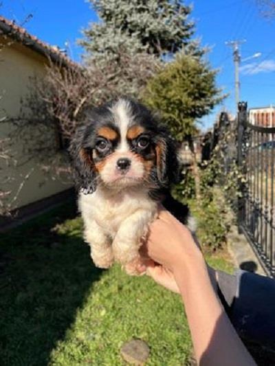Cavalier-king-Charles-spaniel-