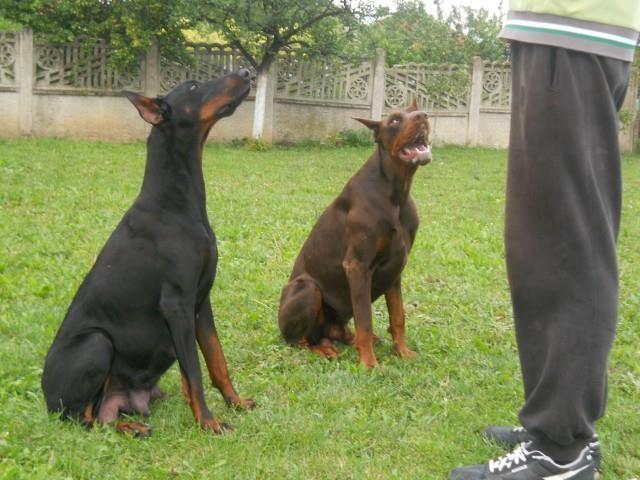 Doberman-stenad