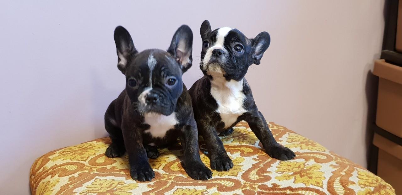 Francuski-buldog-štenci