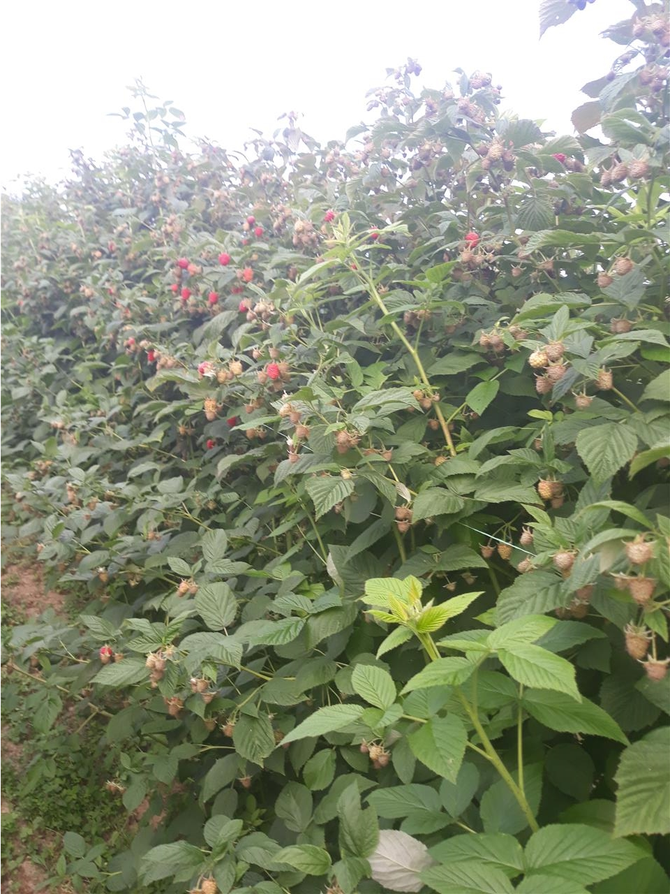 Beraci-maline