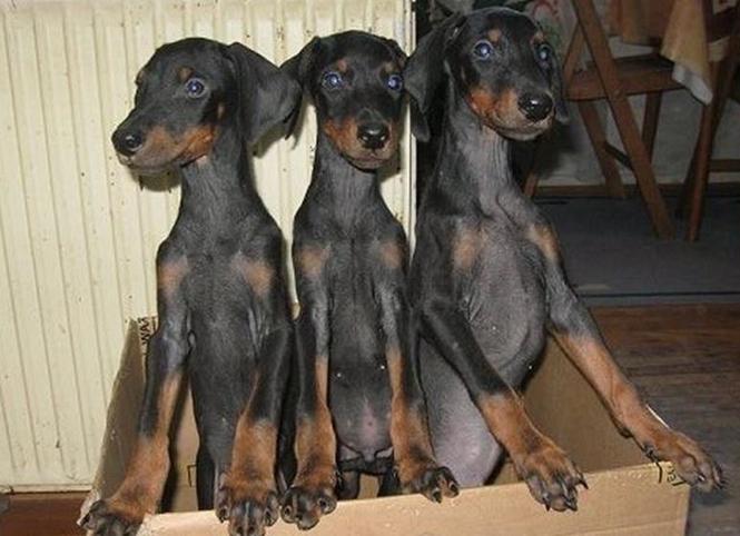 Stenad Dobermana
