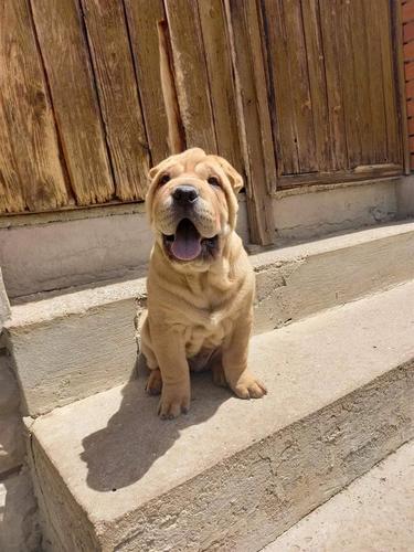 Sar pej (Shar pei) stenci
