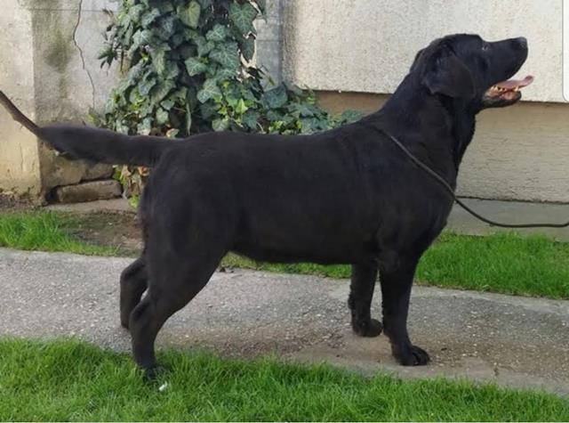 Labrador-Retriver