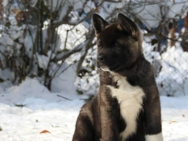 Američka-Akita--štenci