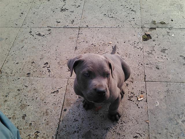Cane-Corso