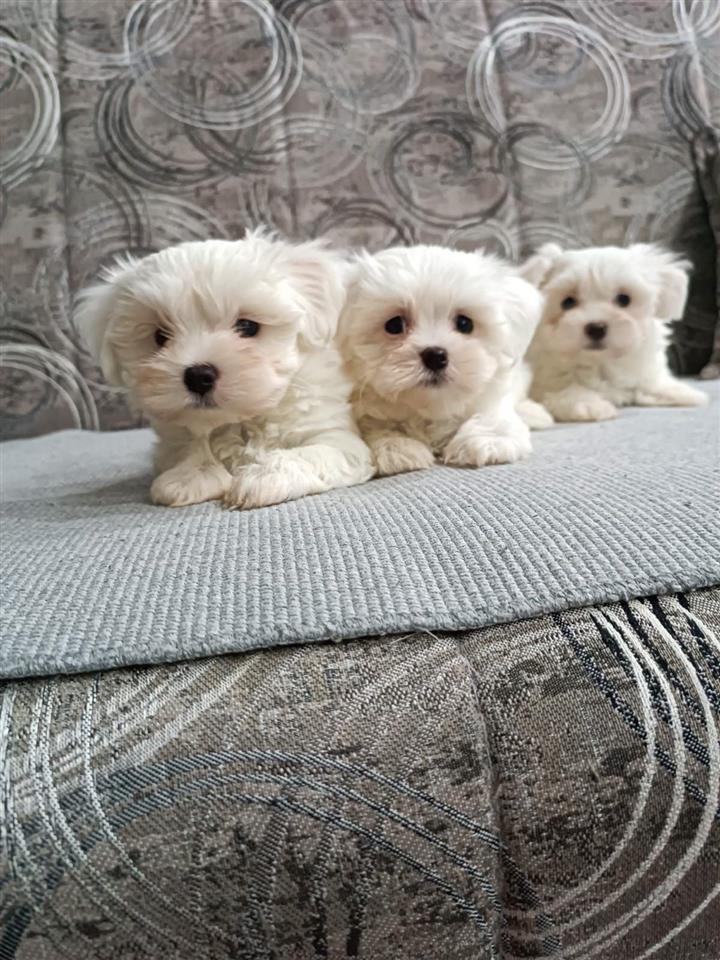 Maltezer-mini