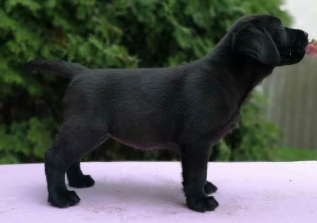 Labradori--vrhunsko-leglo