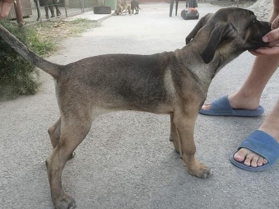 Cane-corso-štenci