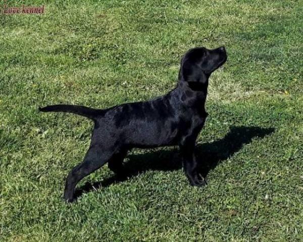 Labrador-Retriver