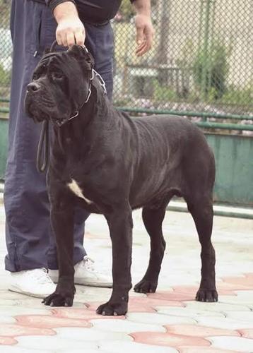 Stenci CANE CORSO