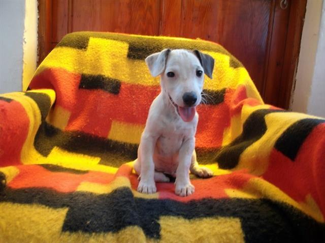 Jack-Russel-Terrier