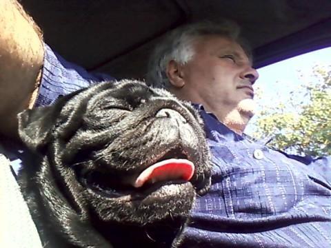 MOPS--crni-i-bez-stenci