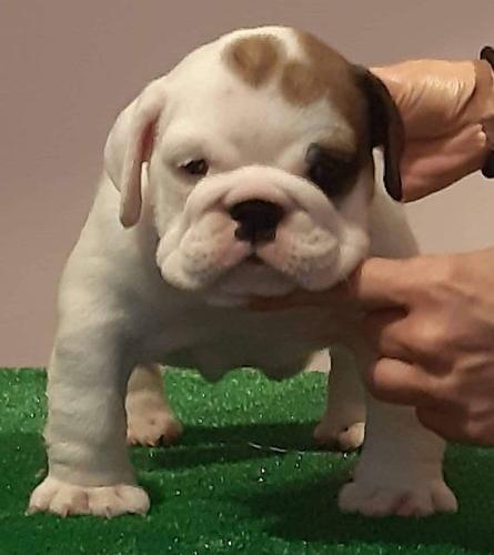 Engleski buldog prelepa stenad 
