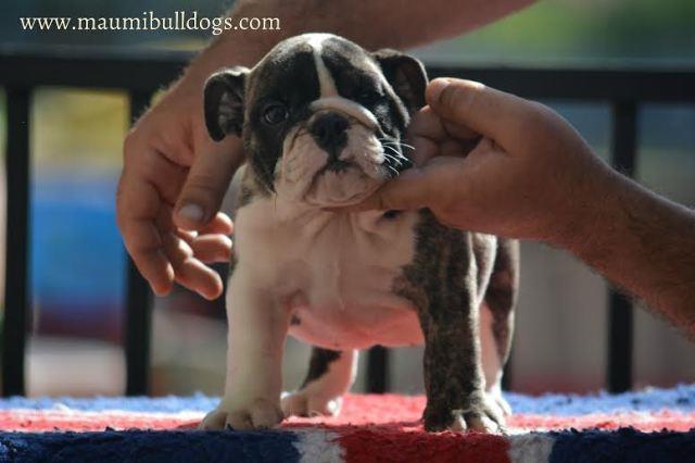 Engleski-Buldog-