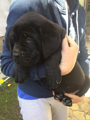 Zensko štene cane corso