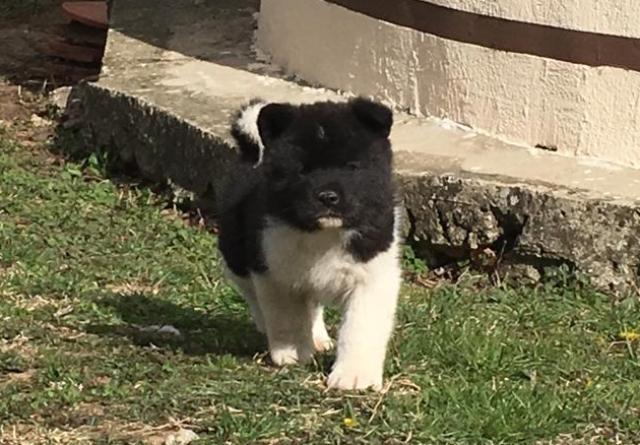 Američka-Akita--štenci