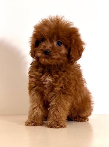 Cavapoo-Kavapu (cavalier king charles spaniel + pudla)