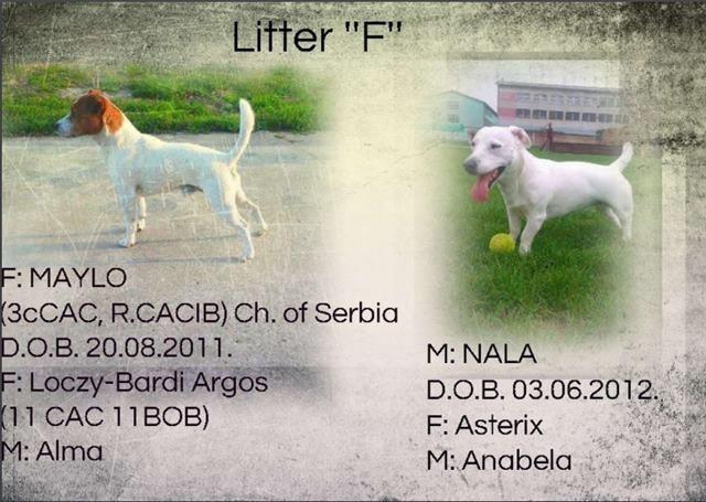 Jack Russell Terrier 