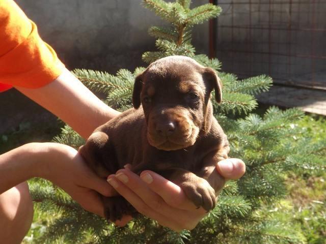 DOBERMAN---kvalitetna-stenad