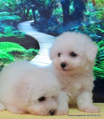 Bichon Frise - Kovrdzavi Bison