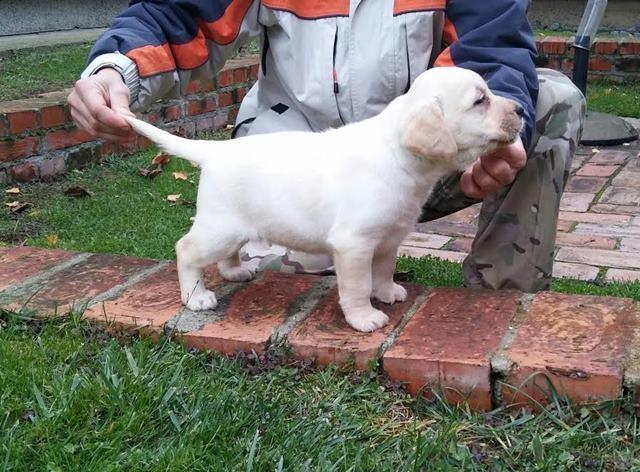 Labrador-retriver--hit-leglo-