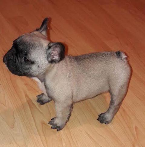 Francuski-buldog--štenad