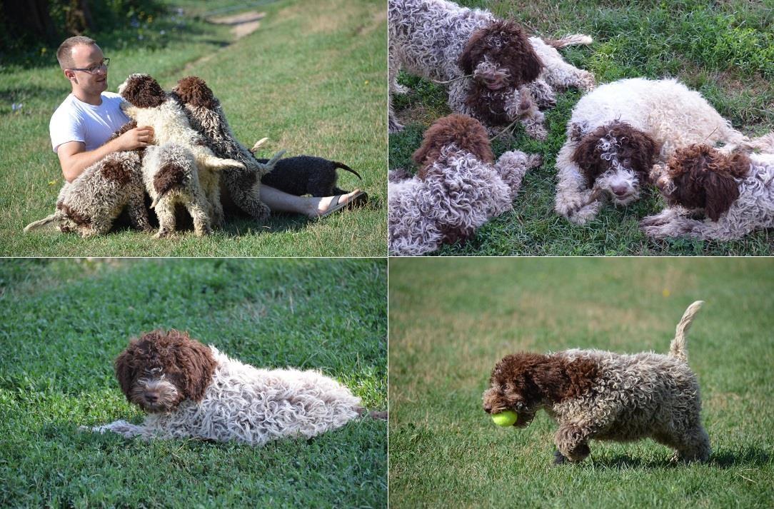 Lagotto-Romagnolo