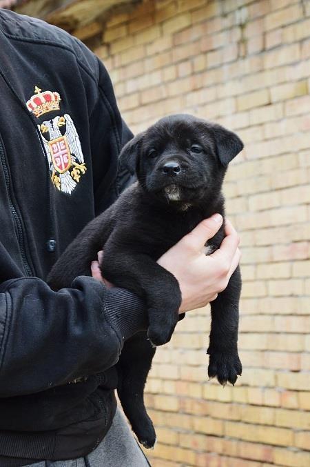 Cane-corso-štenci