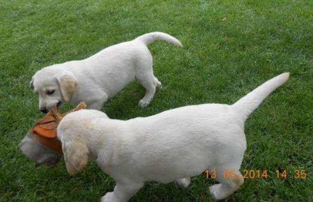Labrador-retriver--zenski-stenci