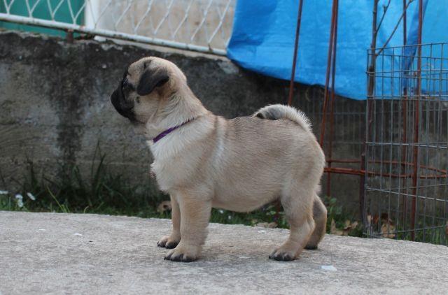 Mops-muški-štenci