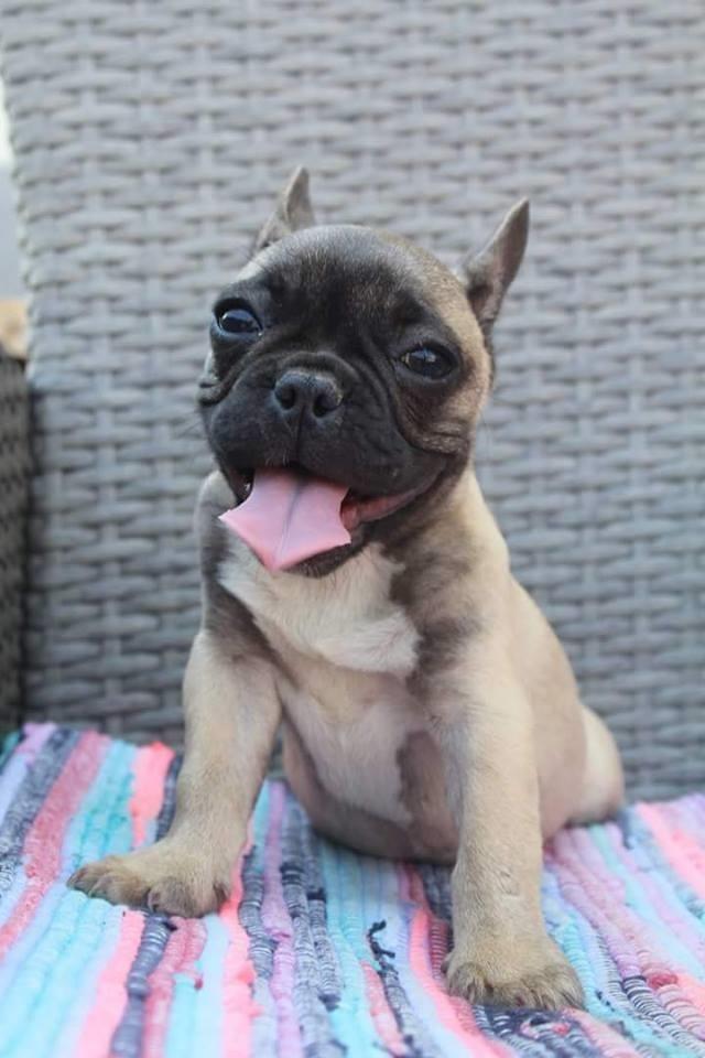 Francuski-buldog-