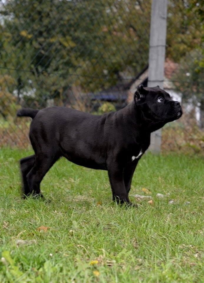 Cane-Corso-štenad