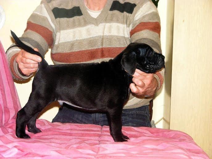 Cane-Corso-štenci-