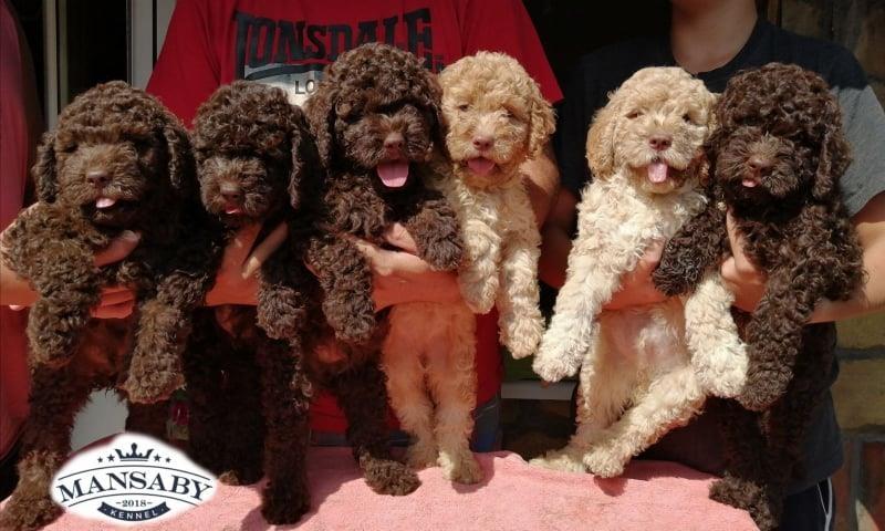 Lagotto-Romagnolo-