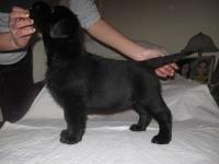 Kvalitetne stence labrador retrivera