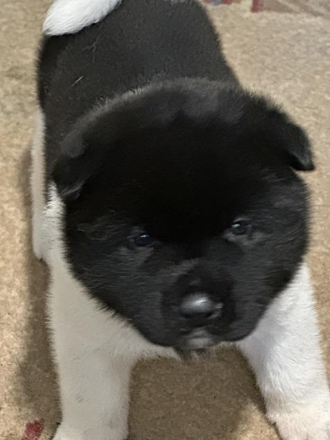 Američka-akita--štenci